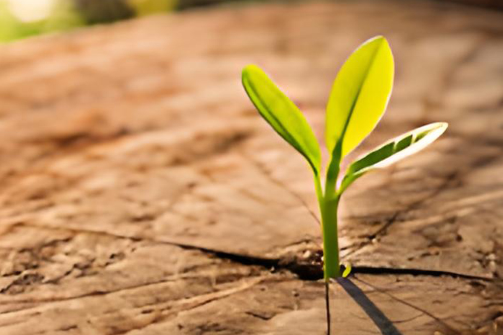 thetrees见树品牌“生命树”品牌理论体系